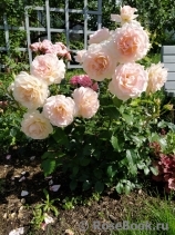 Chandos Beauty Chandos Beauty