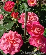 Belle Epoque Sunflor ® Belle Epoque Sunflor ®