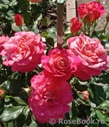 Belle Epoque Sunflor ® Belle Epoque Sunflor ®