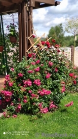 Super Excelsa Super Excelsa