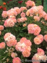 Augusta Luise Augusta Luise