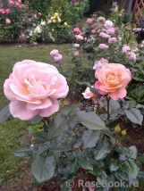 Rosemary Harkness Rosemary Harkness