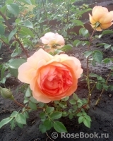 Lady of Shalott Lady of Shalott
