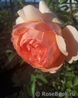 Lady of Shalott Lady of Shalott