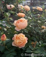 Lady of Shalott Lady of Shalott