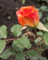 Alegria Alegria