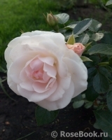Aspirin Rose Aspirin Rose