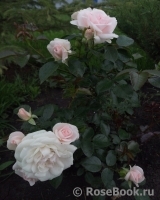 Aspirin Rose Aspirin Rose