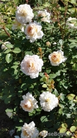 Crocus Rose® Crocus Rose®