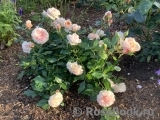 Generous Gardener, The Generous Gardener, The