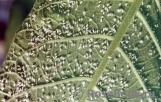 Белокрылки Белокрылки