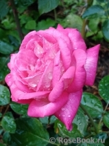 Rose Gaujard Rose Gaujard