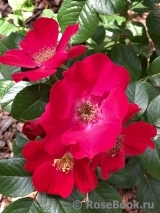 Robusta Robusta