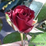 Baby Baccara ® Baby Baccara ®