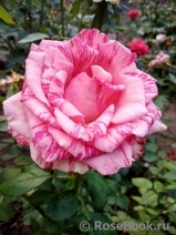 Pink Intuition Pink Intuition