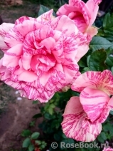 Pink Intuition Pink Intuition