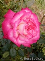 Rose Gaujard Rose Gaujard