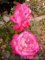 Rose Gaujard Rose Gaujard