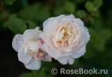 Crocus Rose® Crocus Rose®