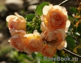 Lady of Shalott Lady of Shalott