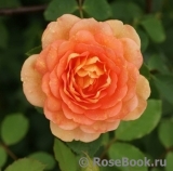 Lady of Shalott Lady of Shalott