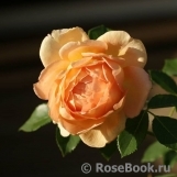 Lady of Shalott Lady of Shalott