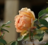 Lady of Shalott Lady of Shalott