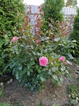 La Rose de Molinard ® La Rose de Molinard ®