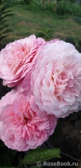 Constance Constance