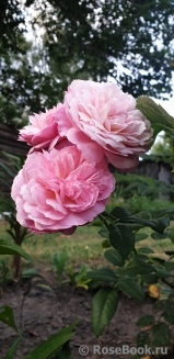 Constance Constance