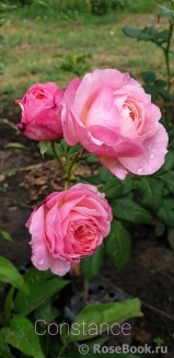 Constance Constance