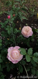 Constance Constance
