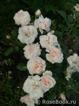 Aspirin Rose Aspirin Rose