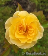 Rose de Gerberoy ® Rose de Gerberoy ®