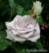 Morning Dew!