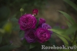Heidi Klum Rose Heidi Klum Rose