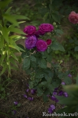 Heidi Klum Rose Heidi Klum Rose