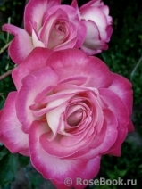 Rose Gaujard Rose Gaujard
