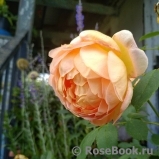 Lady of Shalott Lady of Shalott