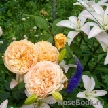 Crown Princess Margareta® Crown Princess Margareta®