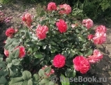 Tatton Tatton