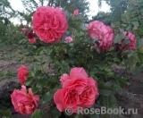 Tatton Tatton