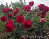 Kordes' Rose Bordeaux ® Kordes' Rose Bordeaux ®