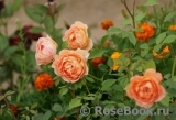 Lady of Shalott Lady of Shalott