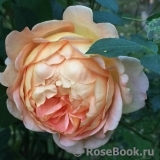Lady of Shalott Lady of Shalott