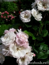 Perennial Blush Perennial Blush