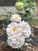 Lions Rose Lions Rose