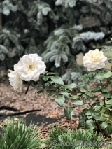 Lions Rose Lions Rose