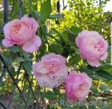 Constance Constance