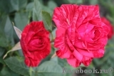 Red Intuition Red Intuition